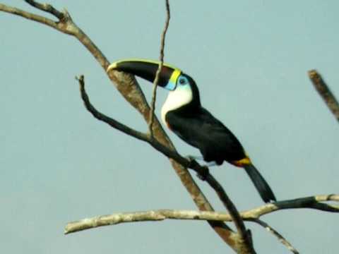 White-throated Toucan