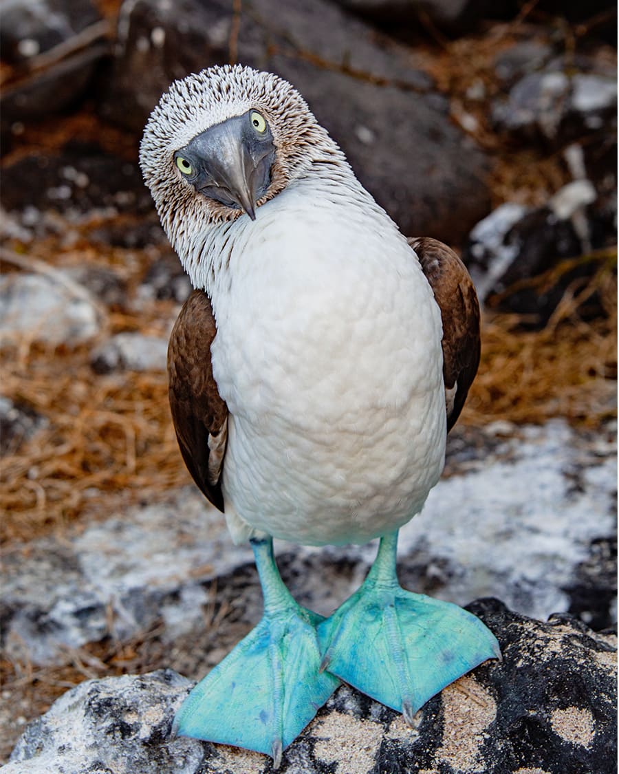 blue footed booby galapagos
