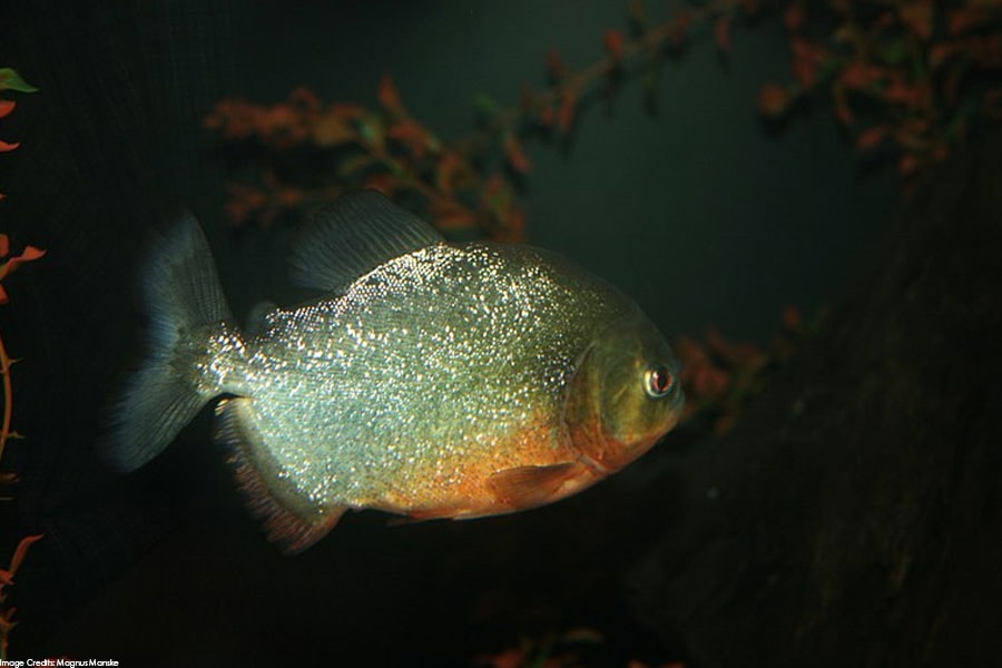 red bellied piranha