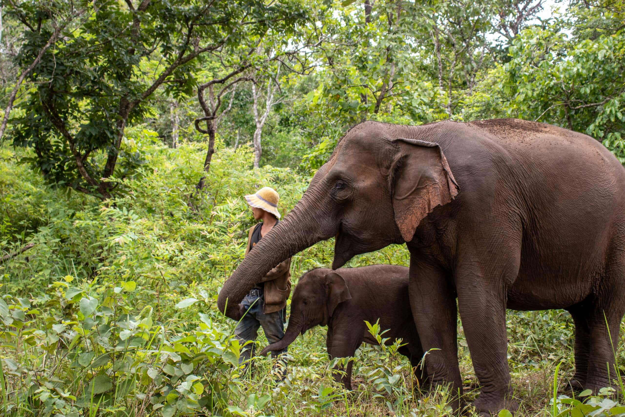 Cambodia elephant