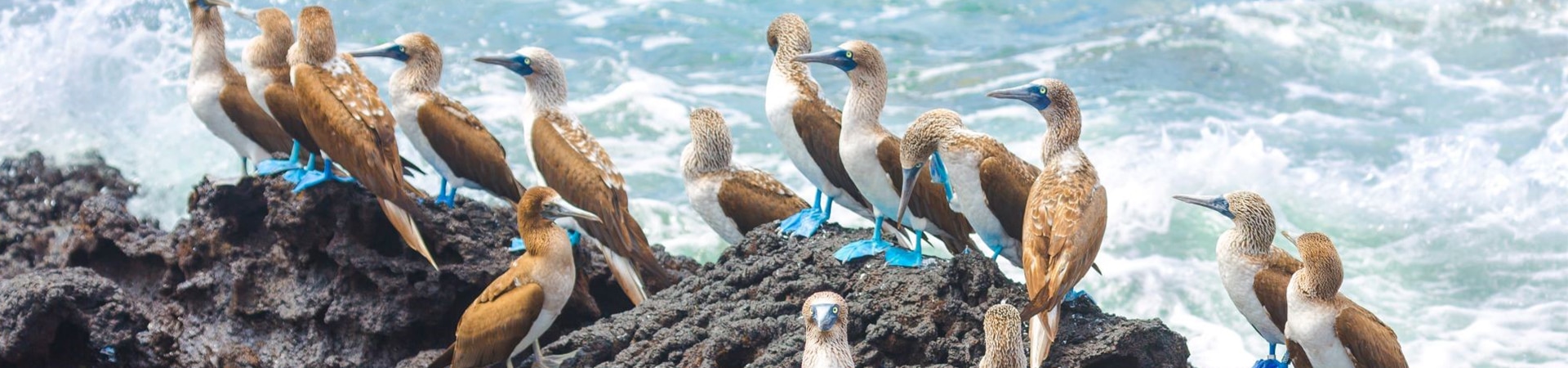 5 fun facts about blue footed booby | Aqua Expeditions