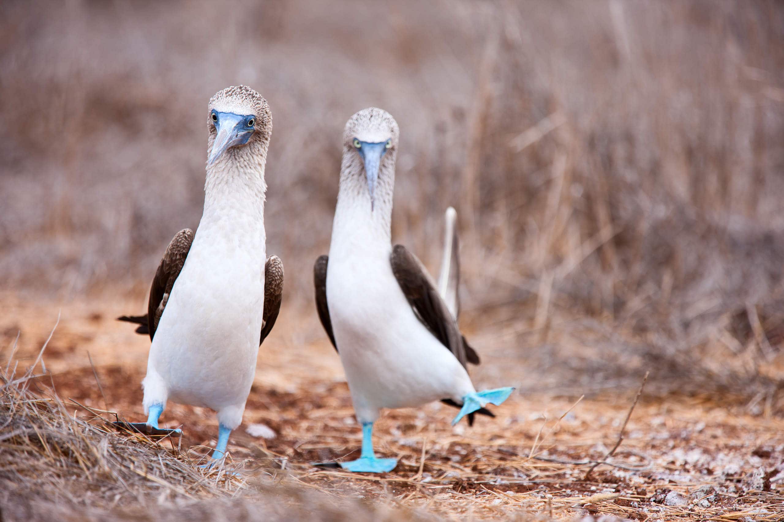 Blue-footed Booby | Galapagos Cruise