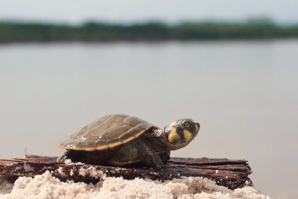 Taricaya Turtles in the Amazon | Aqua Expeditions