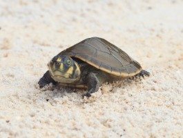 Amazon Taricaya Turtles - Amazon River Cruise | Aqua Expeditions