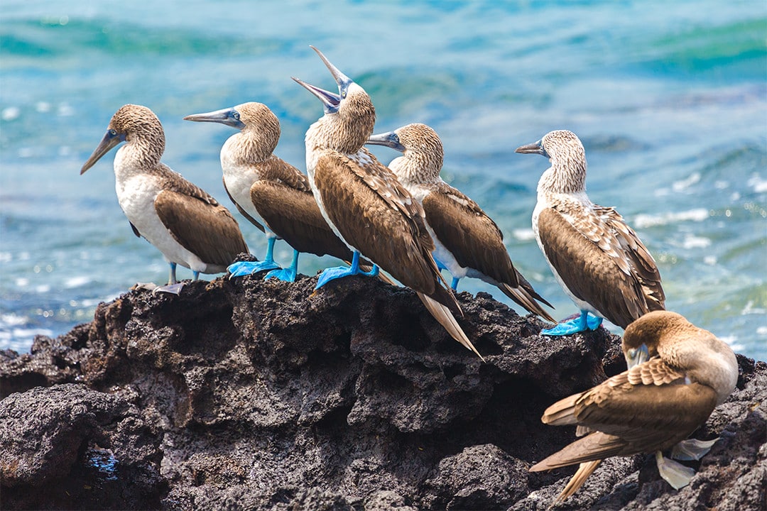 Galapagos Wildlife - Aqua Mare