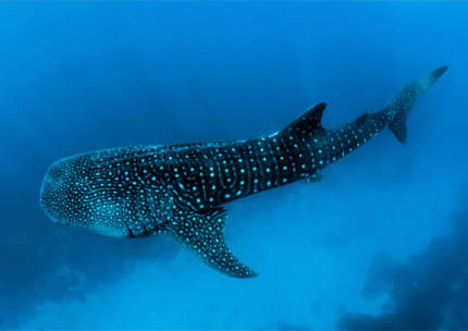 Swimming with Whale Sharks in Indonesia | Aqua Expeditions