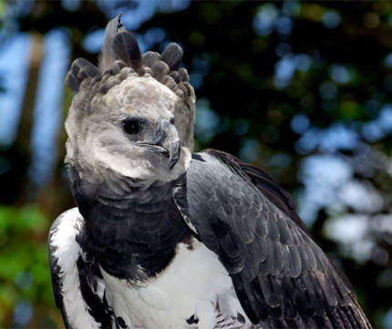 Majestic Harpy Eagle | Aqua Expeditions