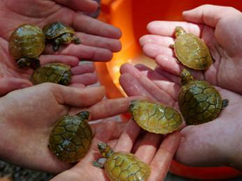 Baby Taricaya Turtles | Aqua Expeditions