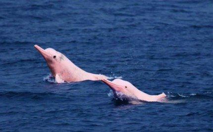 Pink River Dolphin Amazon