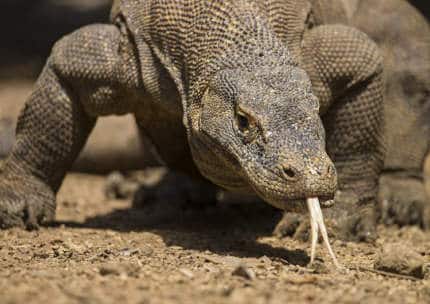 Komodo Dragon findings