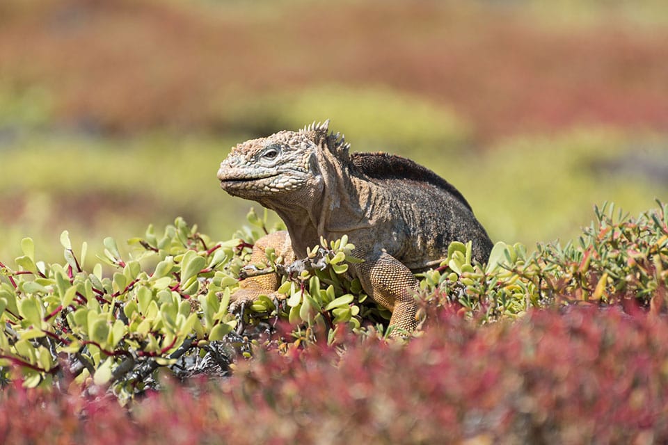 galapagos land iguana 