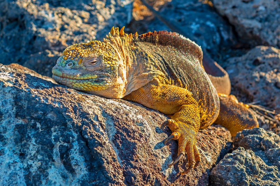 galapagos land iguana basking