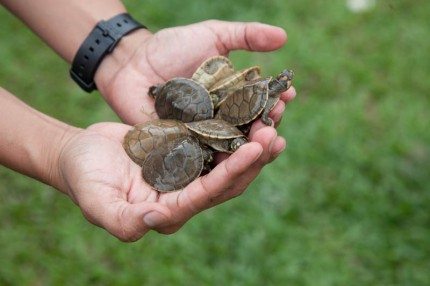 Taricaya Turtles | Aqua Expeditions