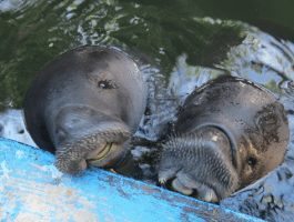 manatee twins