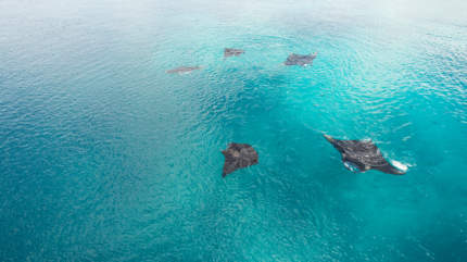 manta rays Raja Ampat