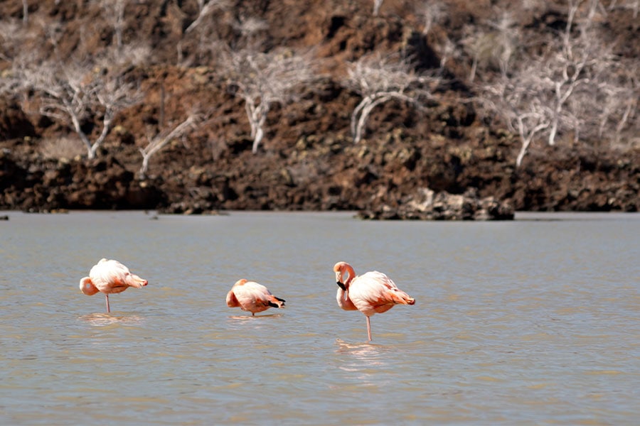 american flamingo galapagos