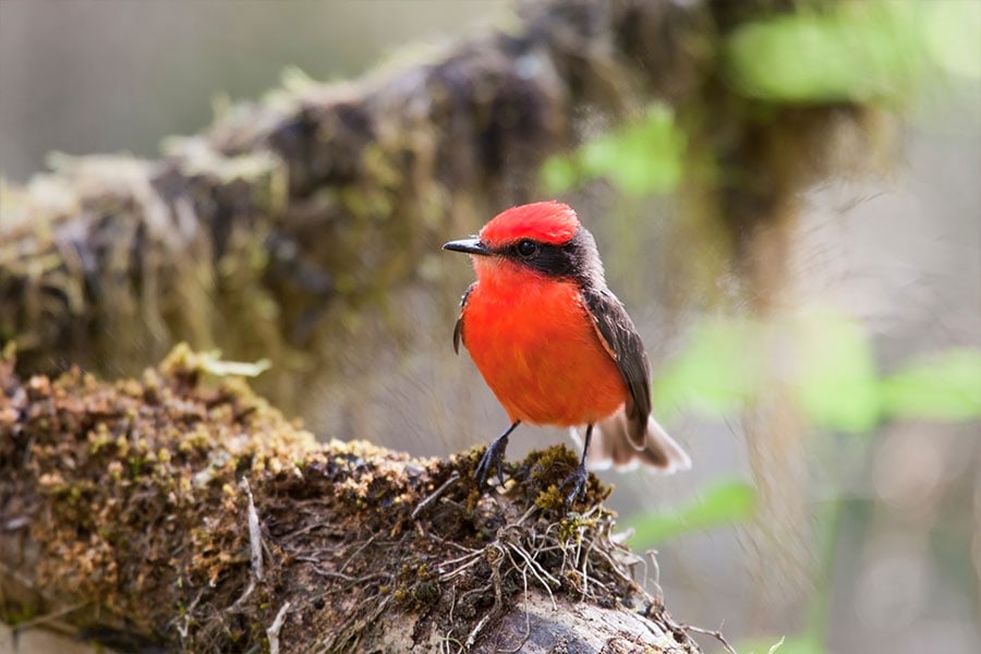 little vermilion flycatcher galapagos