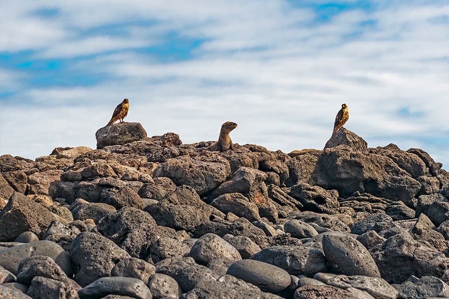 galapagos hawk