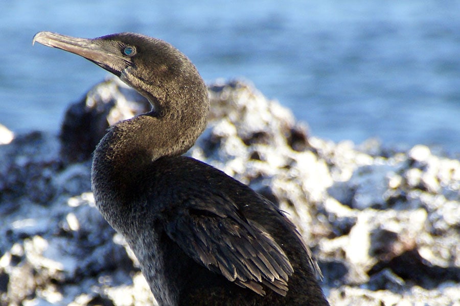 flightless cormorant galapagos
