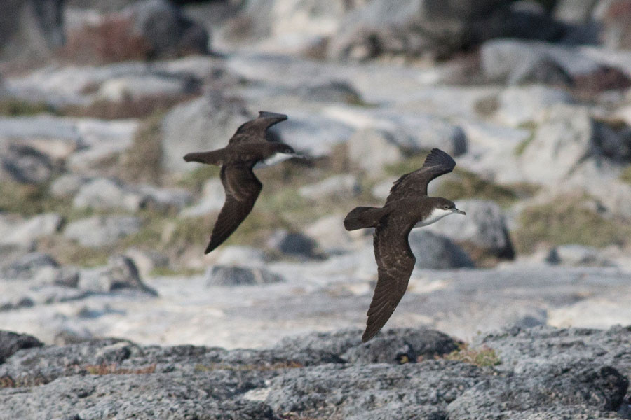 galapagos petrel