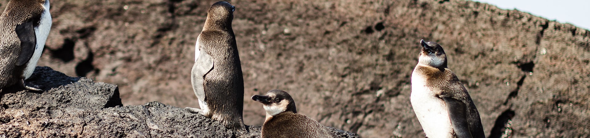 Galapagos Penguin | Aqua Expeditions