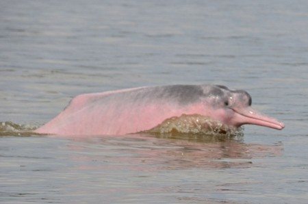 PINK DOLPHIN