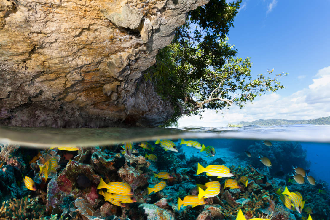 Raja Ampat biodiversity species