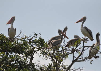 Waterbirds feature