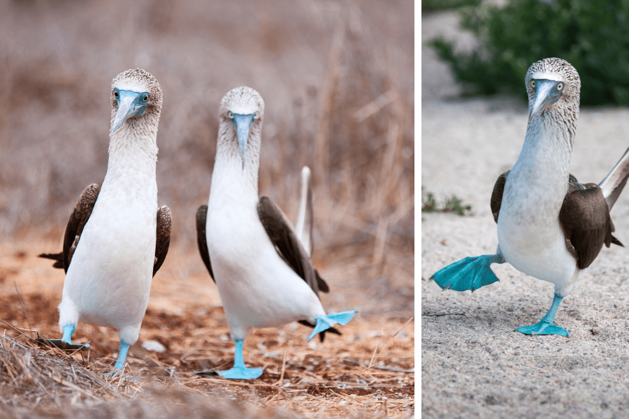 5 Fun facts about blue footed booby | Aqua Expeditions