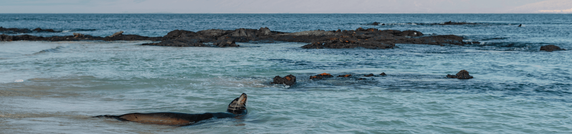 swimming with wildlife - sea lions