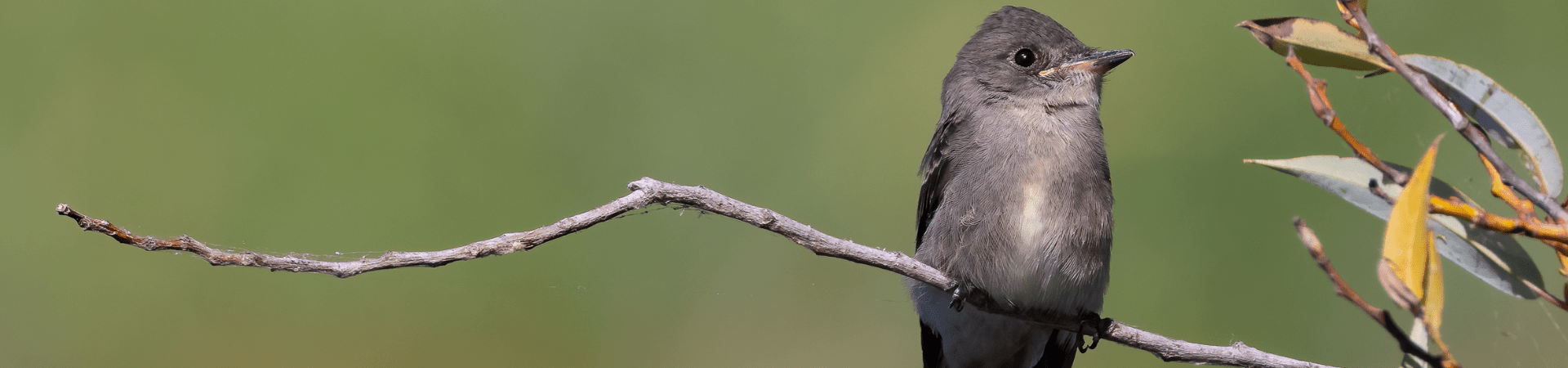 Darwin's finches