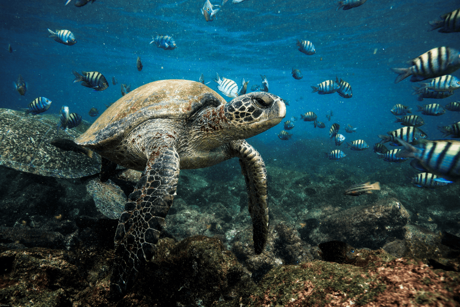 swimming with wildlife - green sea turtle