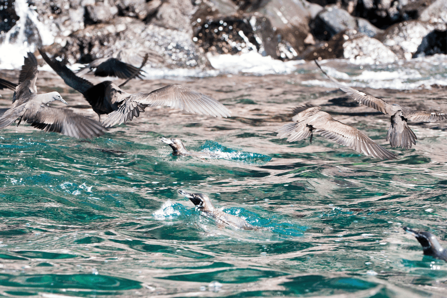 swimming with wildlife - galapagos penguin