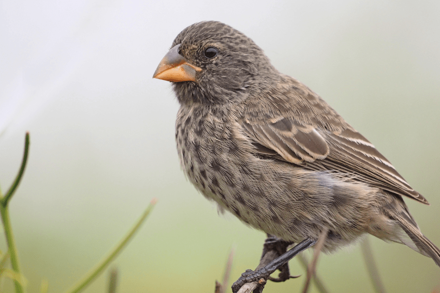 Medium ground finch, one of Darwin's finches