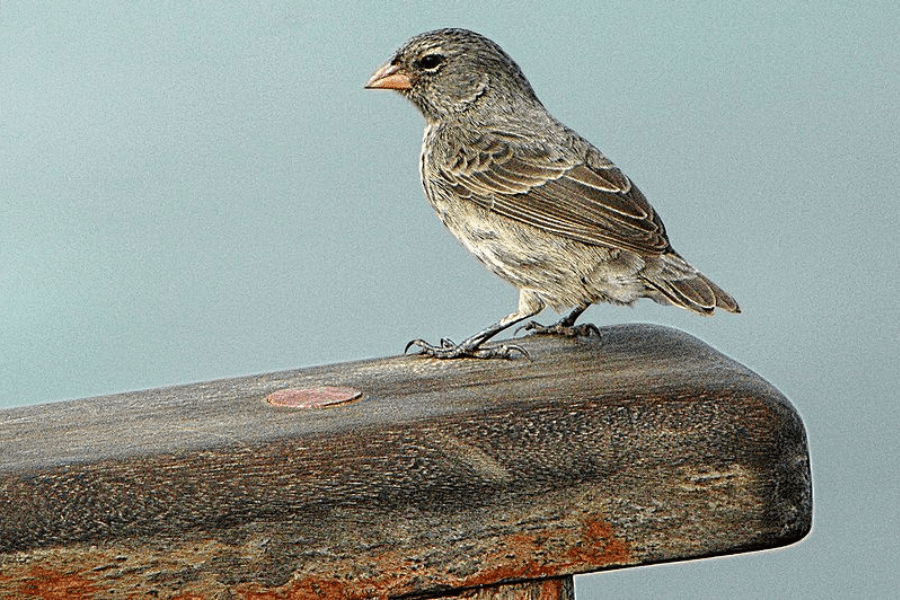 One of Darwin's finches perched on a bench