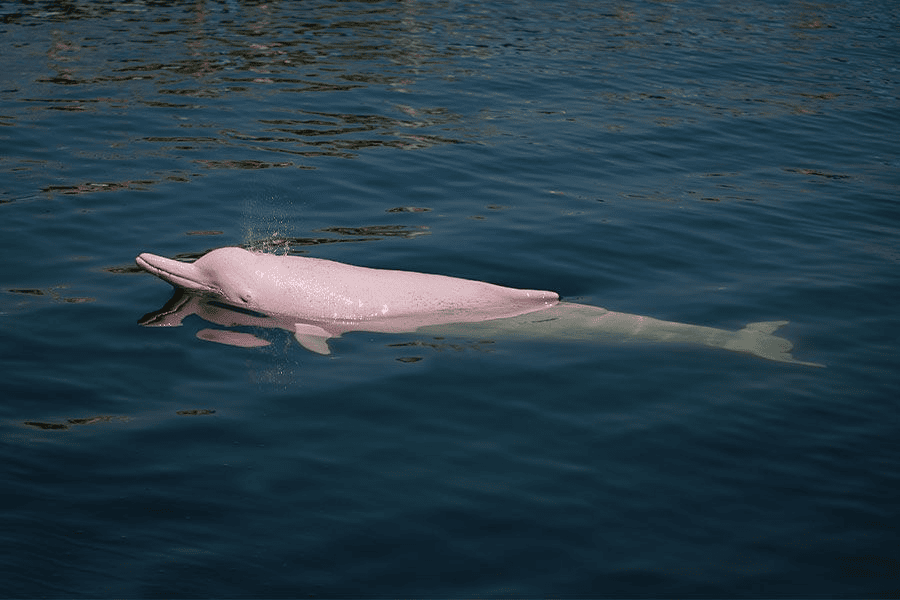 pink dolphin