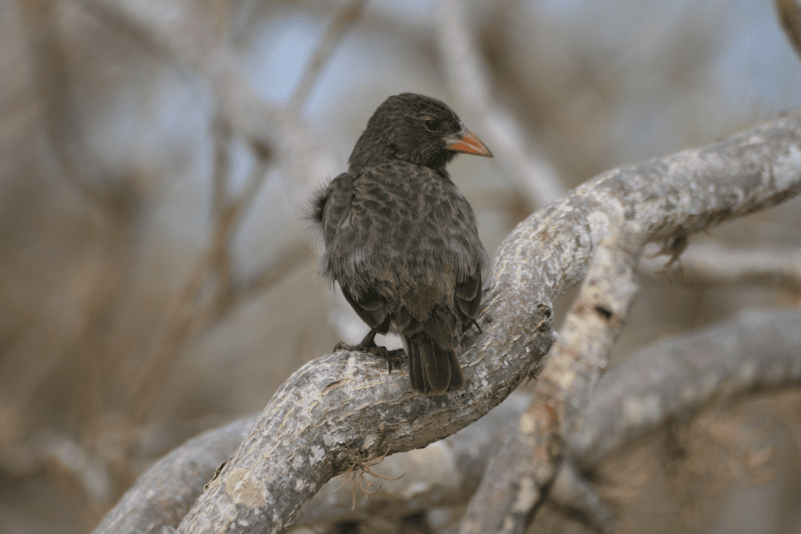 Vampire finch, one of Darwin's finches, perched on a branch