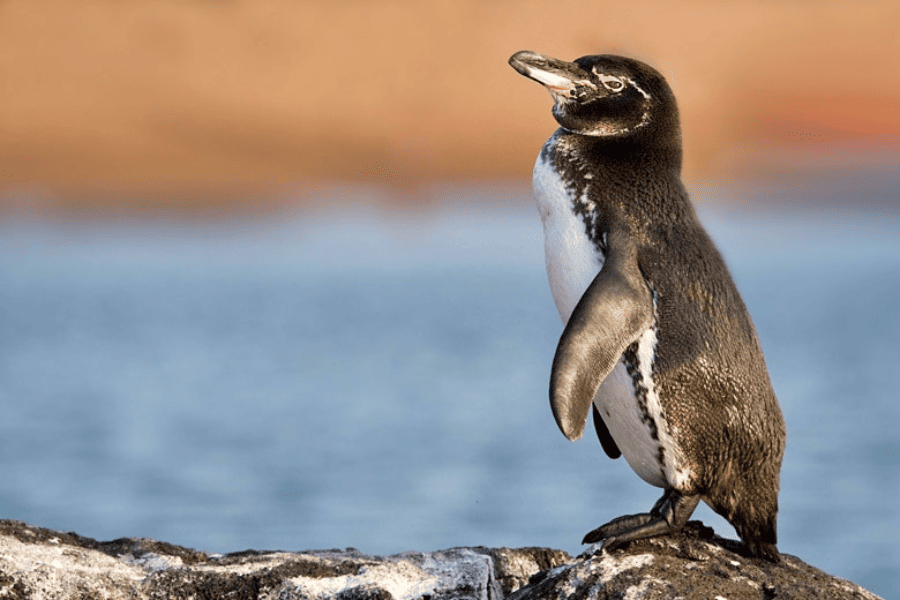 what to do in galapagos islands - galapagos penguin