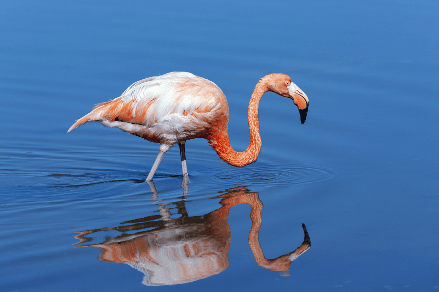 what to do in galapagos islands - flamingo