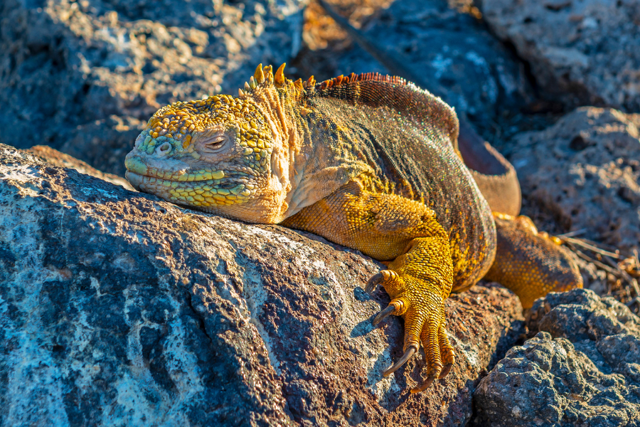 what to do in galapagos islands - land iguana