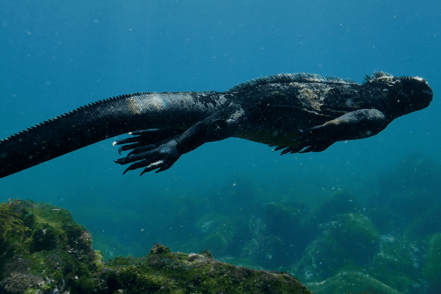 swimming with wildlife - marine iguanas