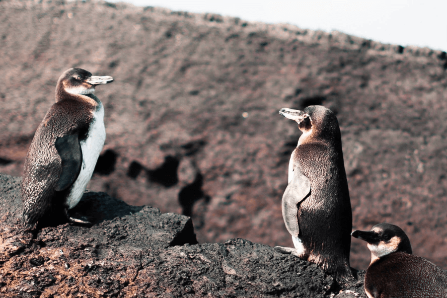 galapagos penguin